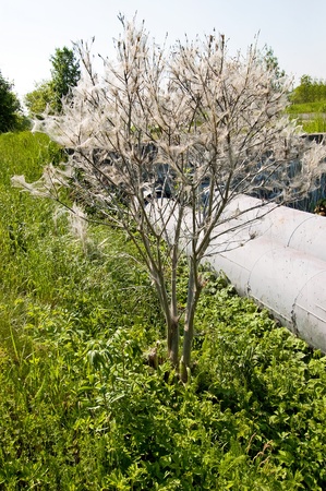 Tree coated with webs with cocoons of caterpillarsの写真素材