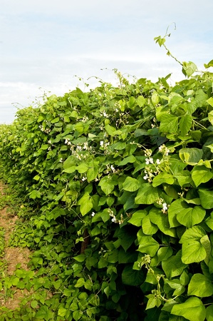 Bean climbing plants on the garden bed in the summertime with pillar from stringの写真素材