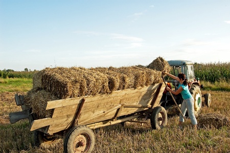 Folding sheaves of hay up to the old cart attached to the old tractorの写真素材