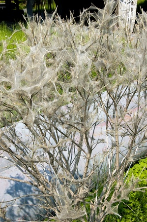 Tree coated with webs with cocoons of caterpillarsの写真素材