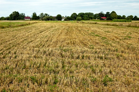 Reaped field of the cereal crop relating to the blue skyの写真素材