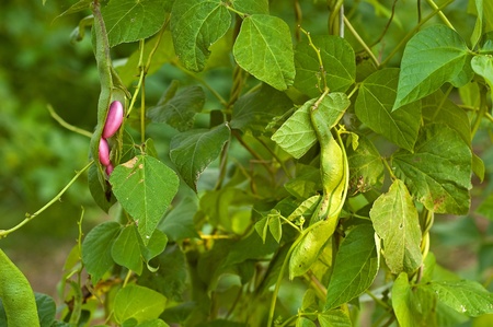 Bean on the branch in the vegetable-gardenの写真素材