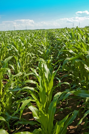 Green maize field in summer sunの写真素材