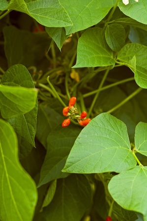 Bean on the branch in the vegetable-gardenの写真素材