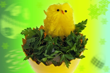 Chicken in the egg of Christmas background