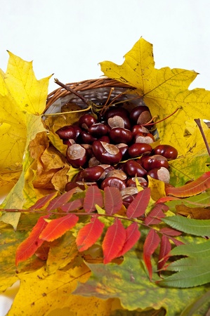 Autumn leaves and chestnuts on the white backgroundの写真素材