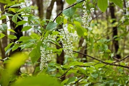 Garden plant growing in the gardenの写真素材