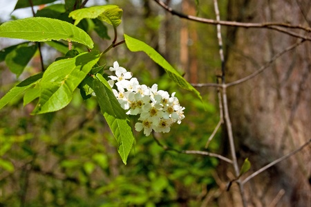 Garden plant growing in the gardenの写真素材