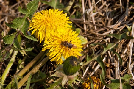 bee on a flower gardenの写真素材