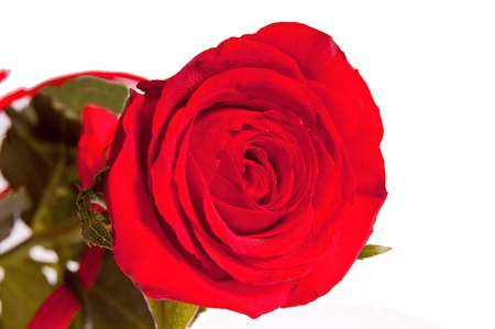 Red rose isolated on whiteの写真素材