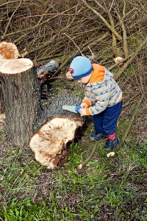 stretches of felled trees for three year old toy chainsawの写真素材