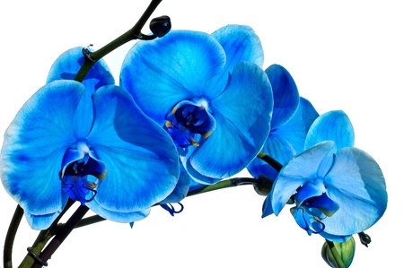 Blue orchid isolated on whiteの写真素材