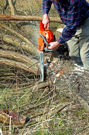 broken tree cutting near the groundの写真素材
