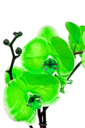 Little green orchid on a white backgroundの写真素材