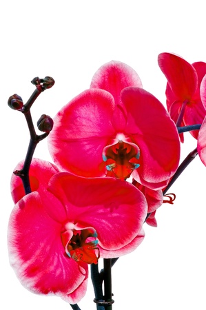 Little red orchid on a white backgroundの写真素材