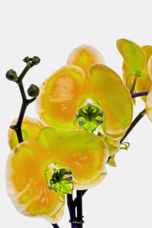 Little yellow orchid on a white backgroundの写真素材