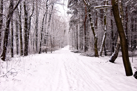 Winter scene with park benchの写真素材