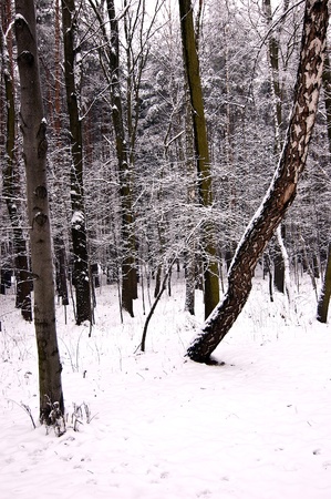 Winter scene with park benchの写真素材