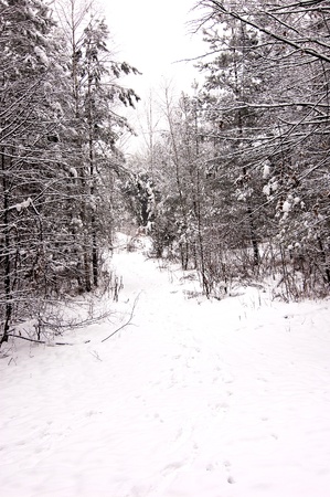 Winter scene with park benchの写真素材