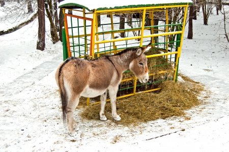 Donkey in winter by eating hayの写真素材
