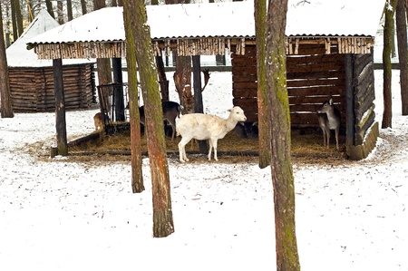 Small deer with a young fawn in the pasture in winterの写真素材