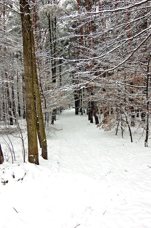 Winter scene with park benchの写真素材