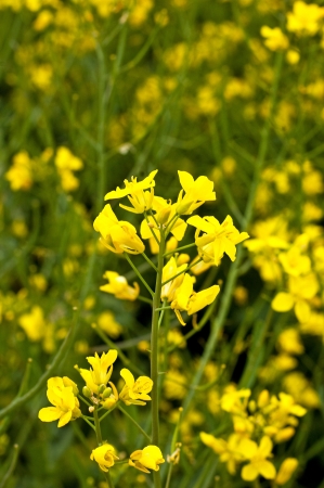 Flower of rape from which oil is producedの写真素材
