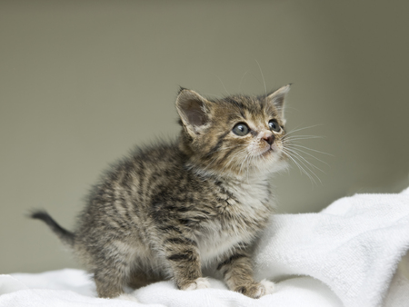 Little tabby kitten meowing on the blanketの写真素材