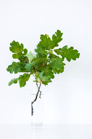Oak twig in vase against white backgroundの写真素材