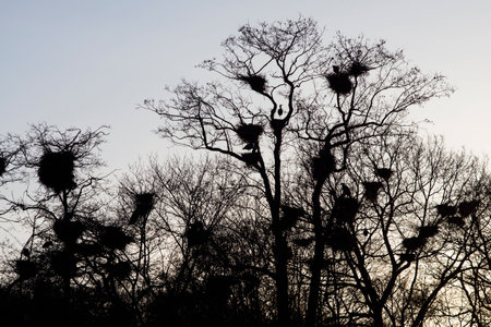 Herons nests in trees, backlight, fall.の写真素材