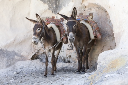 Donkey's in Lindos, Greeceの写真素材