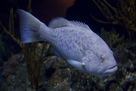 Black sea bass