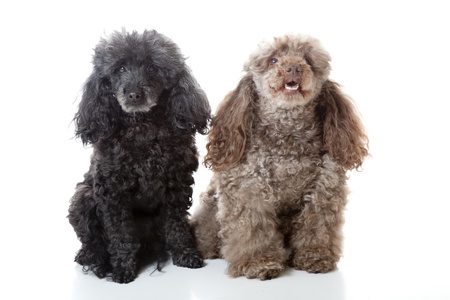 Two poodles on white backgroundの写真素材