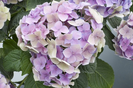Purple hortensia