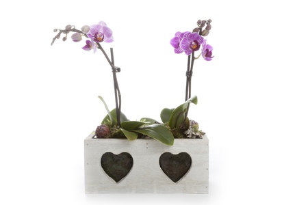 Phalaenopsis orchid table decorationの写真素材