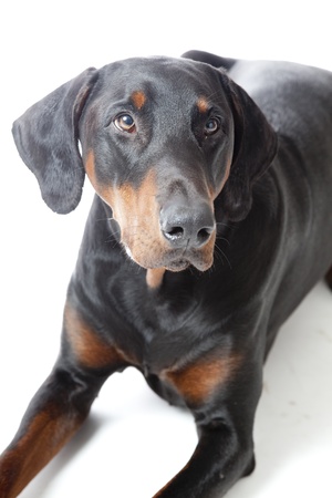 Dobermann on white backgroundの写真素材