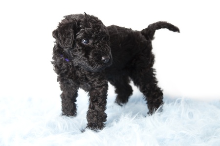 Kerry Blue terrier puppyの写真素材