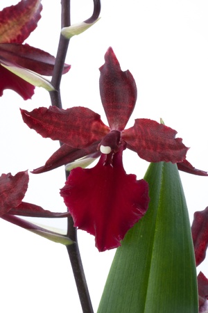 Cambria Orchidの写真素材