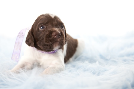 Small Munsterlander puppyの写真素材
