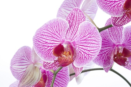 Phalaenopsis orchid close-upの写真素材