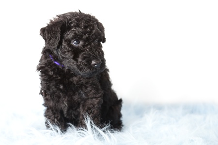 Kerry Blue terrier puppyの写真素材