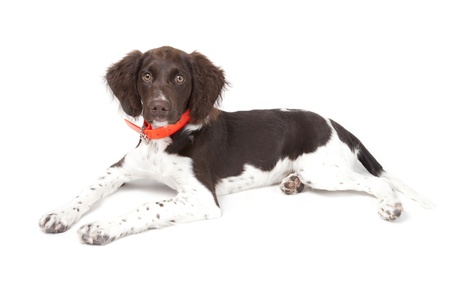 Small Munsterlander puppy の写真素材