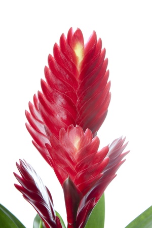 Bromelia Flower on white backgroundの写真素材
