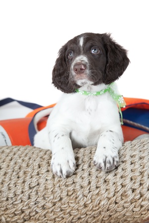 Small Munsterlander puppy の写真素材