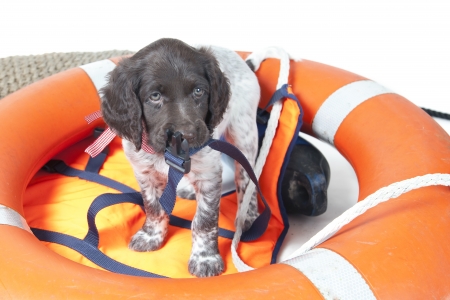 Small Munsterlander puppy の写真素材