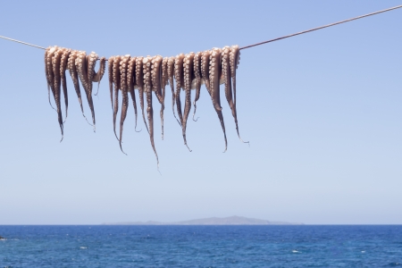 Cuttle-fish hanging to dryの写真素材