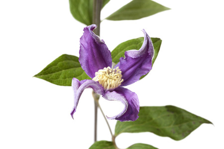 Clematis on white backgroundの写真素材