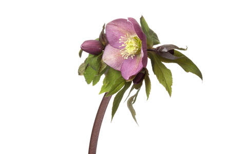 Helleborus on white backgroundの写真素材