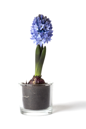 Hyacinth in glass container on white backgroundの写真素材