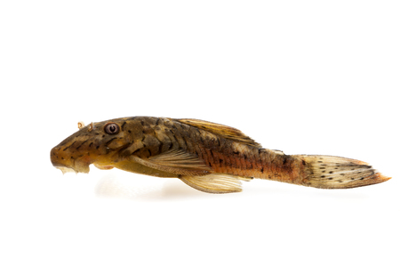 Ancistrus L159の写真素材